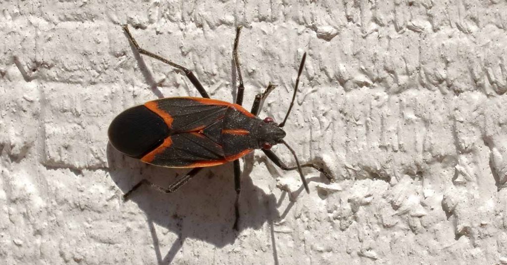 Boxelder bugs: A Household Pest You Should Never Squish - Featured image