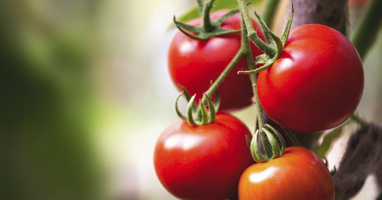 92 Year Old Has Grown Tomatoes From The Same Seed Lineage For Nearly Five Decades - Featured image