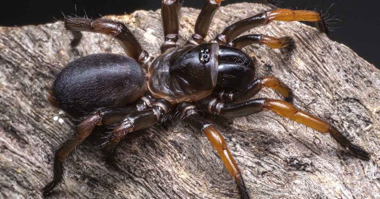 Super-size trapdoor spider discovered in Australia - Featured image