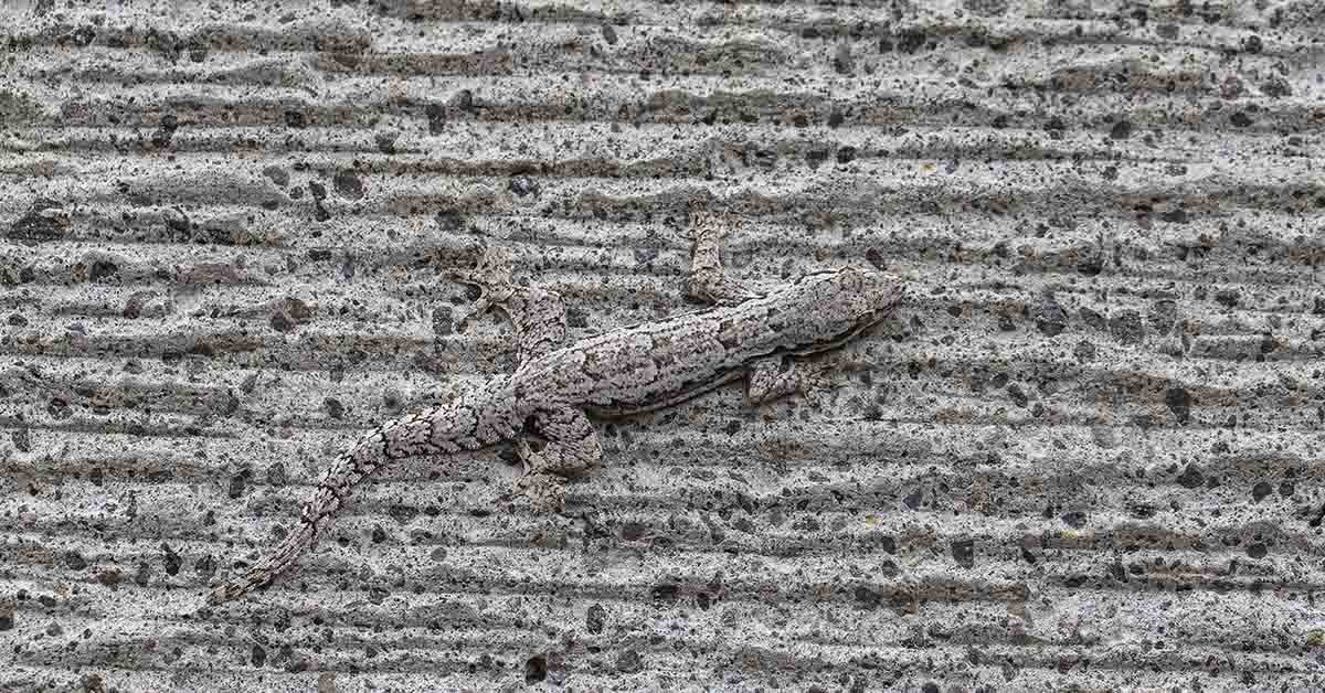 House lizard disguise the wall. Island Bali, Indonesia