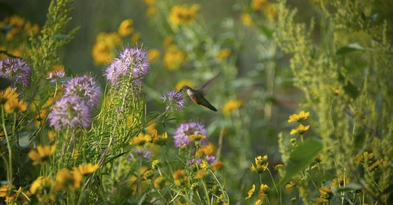Why You Should Consider A Prairie-Style Yard—And How to Start One - Featured image