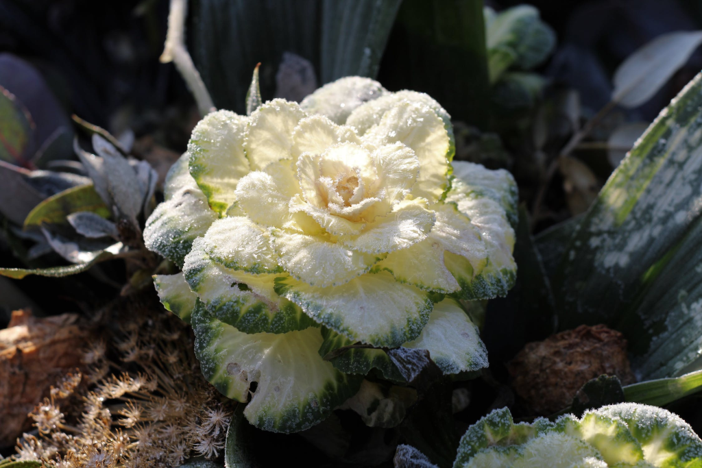 Cabbage covered in frost