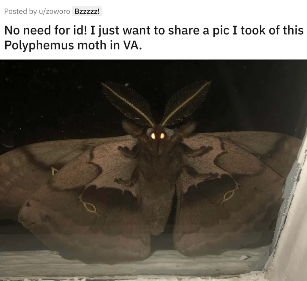 Moth-man is always watching