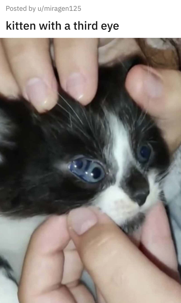 Cat with three eyes