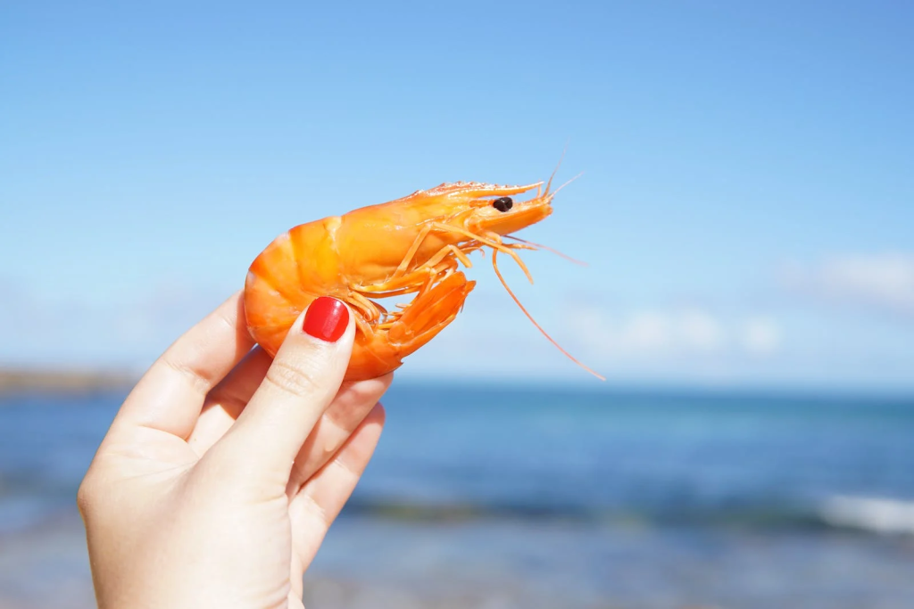 Food facts about Shrimp
