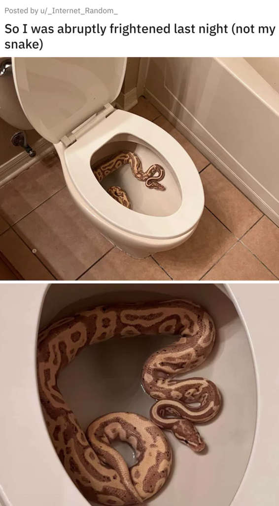 Nope Rope in your toilet
