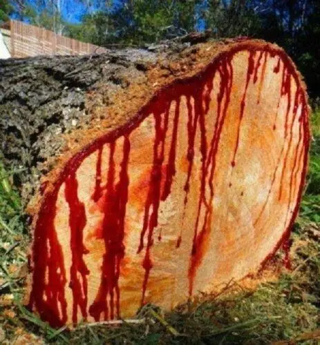 Bleeding tree