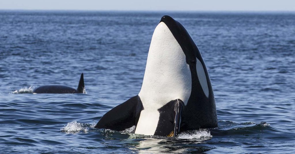 Orca spent 50 years at a Florida aquarium is returning to her home waters, hopefully reuniting with her mother - Featured image