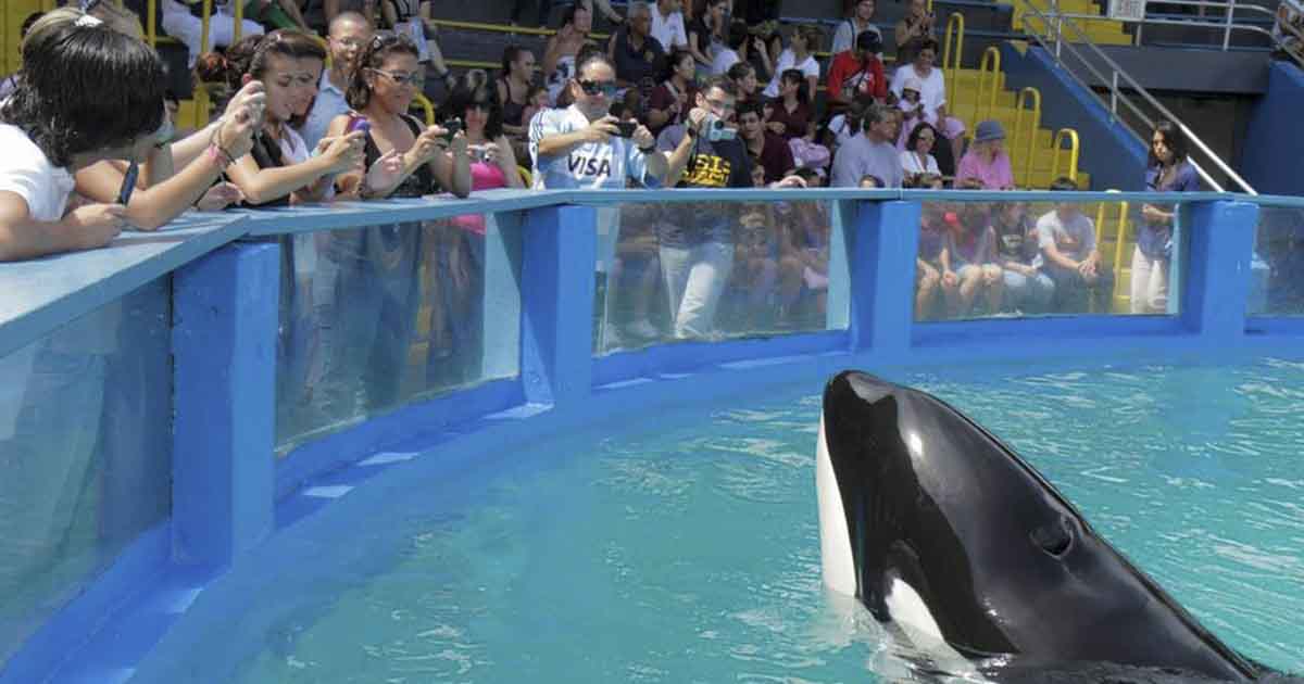 Orca whale spent 50 years at a Florida aquarium is returning to her