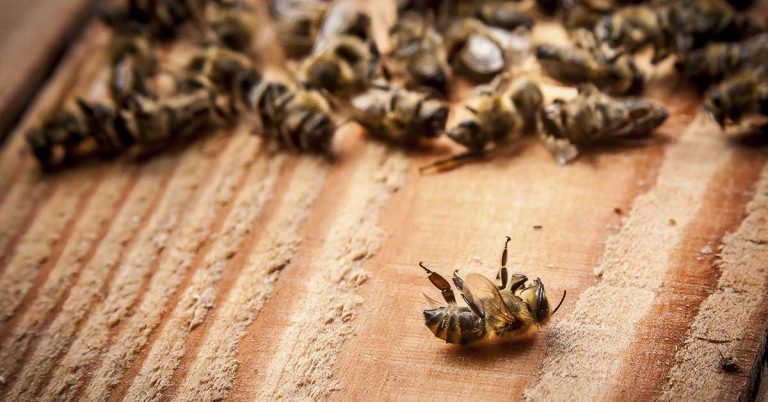 Maya beekeepers blame Bayer-Monsanto for deaths of 300,000 bees - Featured image