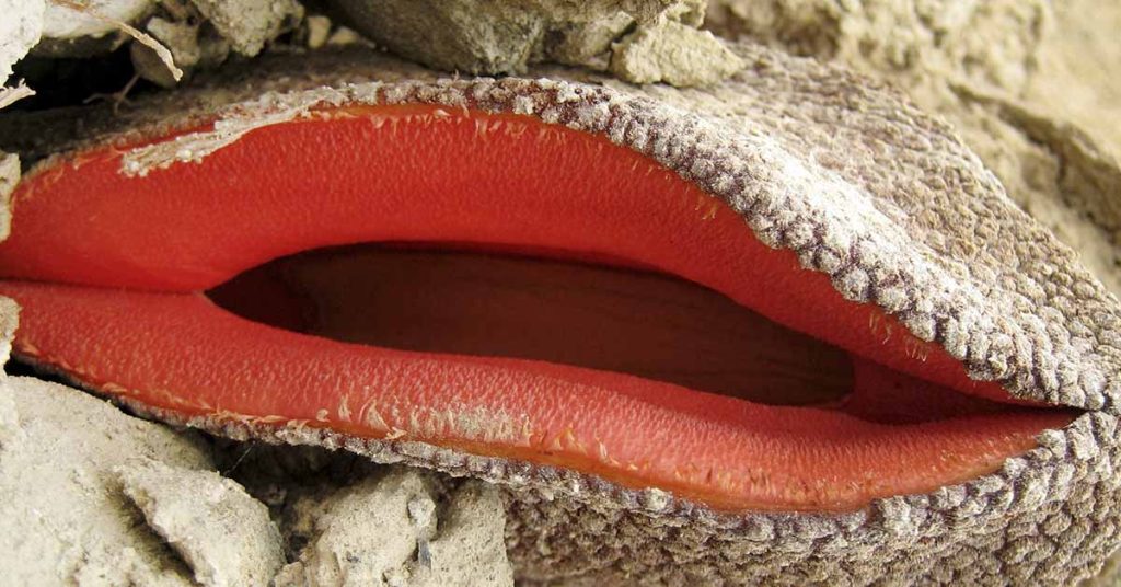 Extraterrestrial-Looking Plant Only Emerges From The Soil To Flower - Featured image