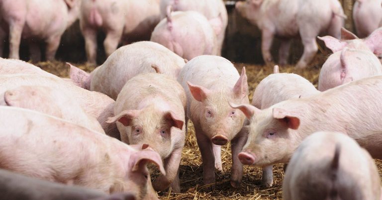 Which US Companies are owned by Chinese Investors? - Featured image