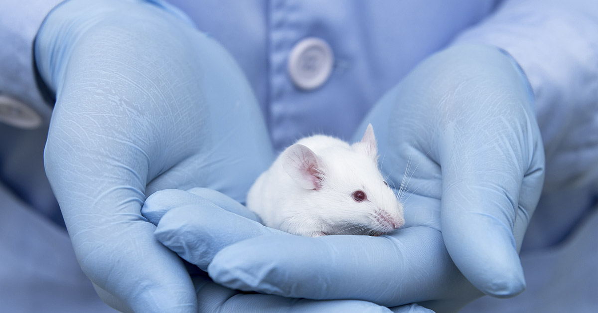lab mouse being held by hands wearing blue latex gloves