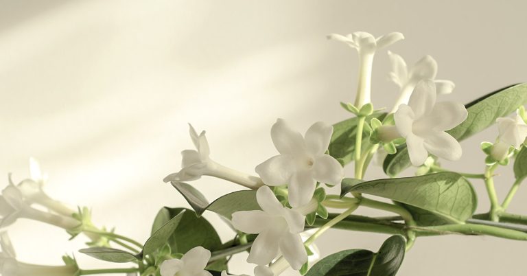 Keep a Jasmine Plant in Your Room – it May Help Reduce Stress and Anxiety - Featured image