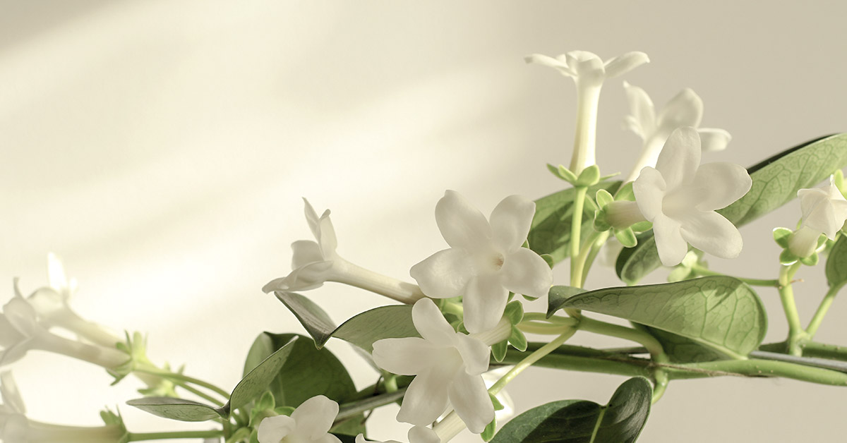 Keep a Jasmine Plant in Your Room it Could Help Reduce Stress and