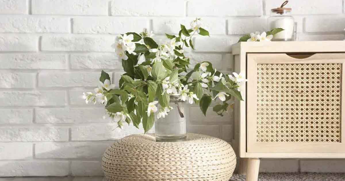 Keep a Jasmine Plant in Your Room it Could Help Reduce Stress and Anxiety The Premier Daily