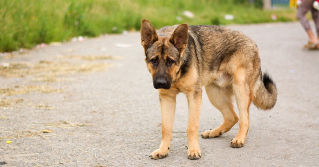Florida Dog Groomer Arrested After Breaking Service Dog’s Tail Because It ‘Wouldn’t Sit Still’ - Featured image