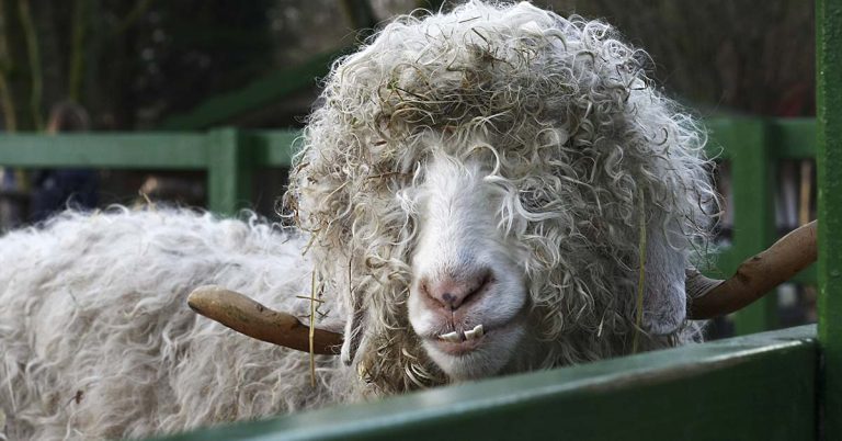 Bonhoeffer’s “theory of stupidity”: We have more to fear from stupid people than evil ones - Featured image