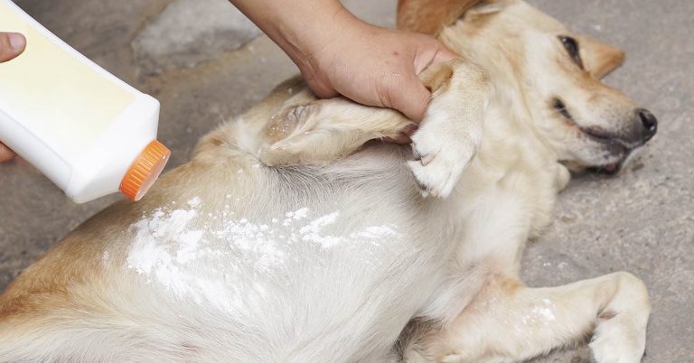 7 Natural Flea Remedies for Cats and Dogs - Featured image