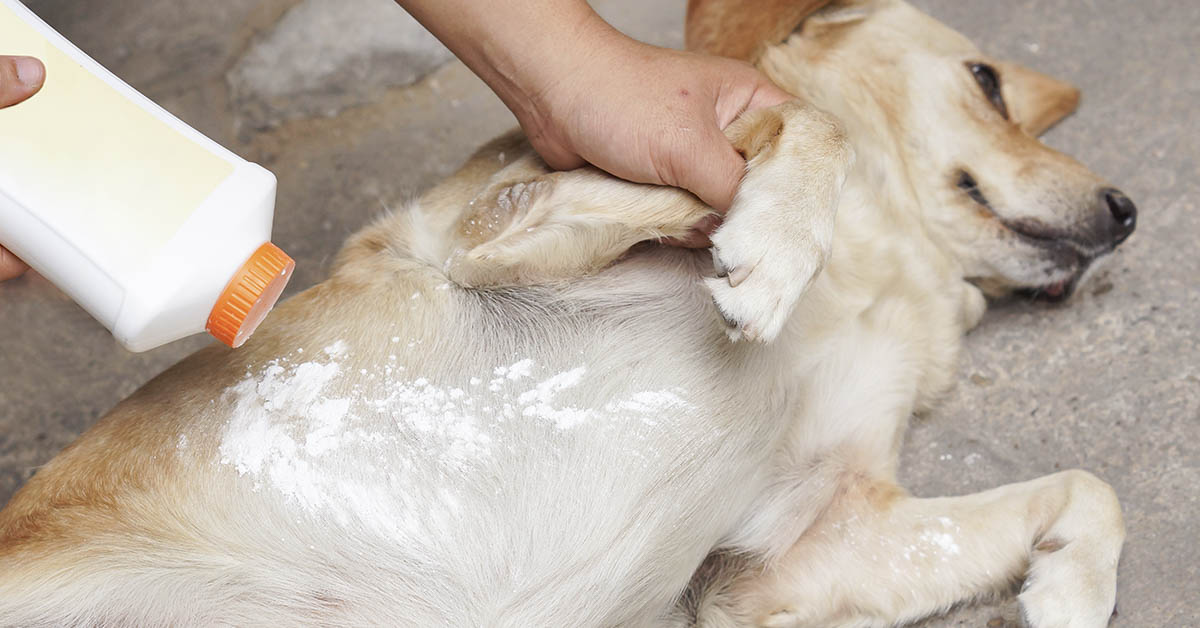 dog laying on floor with powder being applied to abdomen as a flea remedy