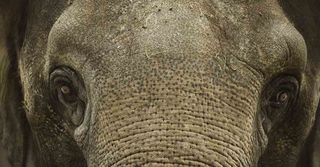 Hungry Elephant Flings Woman Into Air After Being Taunted With Banana - Featured image