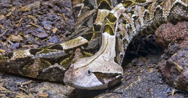 The Mystical Gaboon Viper, Master Of Disguise And Deadly Accuracy - Featured image