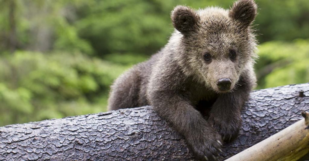 Family Raises 250-Pound ‘Dog’ For 2 Years — Then Realizes It’s A Bear - Featured image