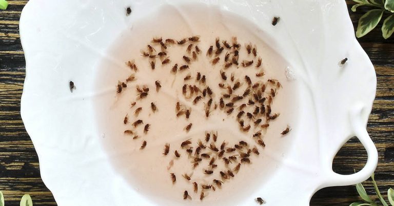 How to get rid of fruit flies and gnats - Featured image