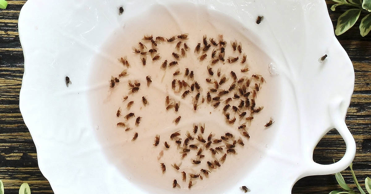 White bowl filled with pink liquid and dead fruit flies and gnats