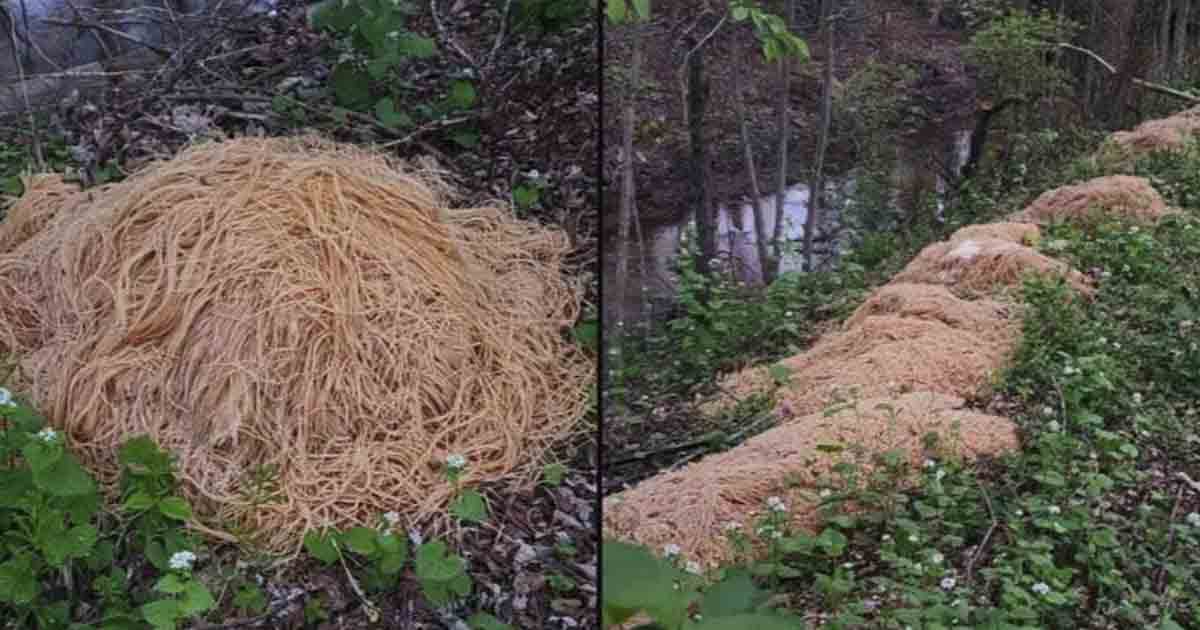 Mystery of 500lbs of cooked pasta dumped in woods has been solved The