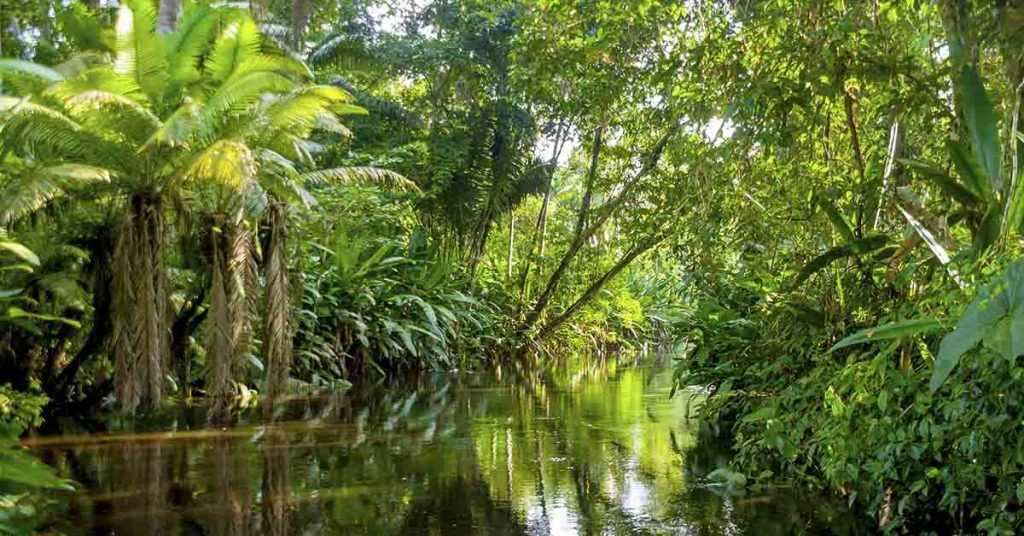 ‘Penis Snake’ Discovered in Brazil is Actually a Rare Amphibian - Featured image