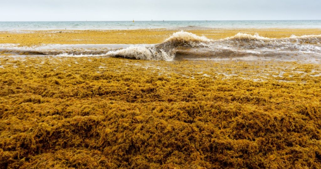 Visionary Gardener Turns Piles of Beached Seaweed Into Bricks for Sustainable Construction - Featured image
