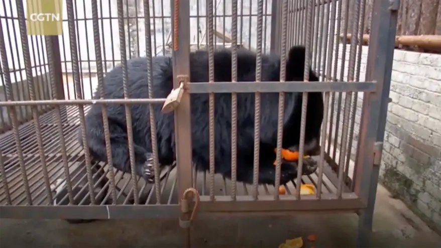 The black bear cub that a Chinese woman has mistook for a Tibetan Mastiff cub.
