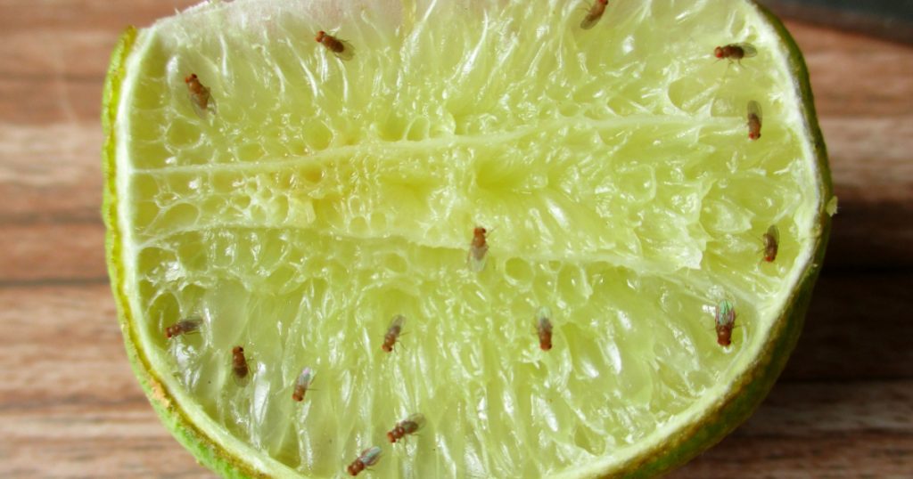lime with fruit flies on it