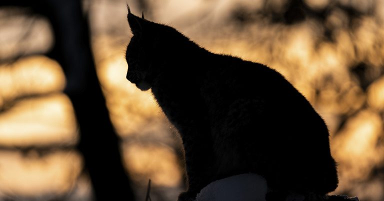 Black Canada Lynx Caught On Camera For The First Time And People Can’t Believe It - Featured image