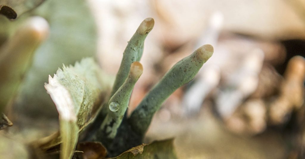 Dead Man’s Fingers: The Bizarre Fungus That Will Make You Look Twice - Featured image