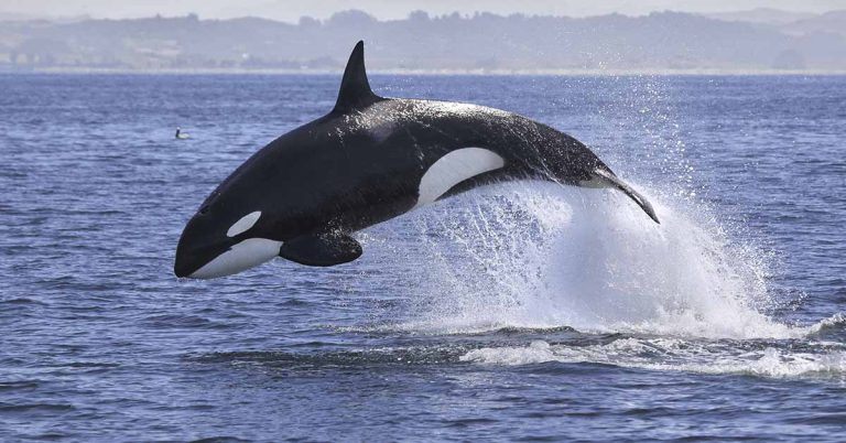 Researchers Think other Orcas are Imitating a Single Killer Whale that First Started Targeting Boats, Leading some to Sink - Featured image