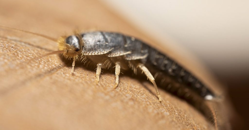 Have silverfish in your home? You could have an expensive problem on your hands. - Featured image