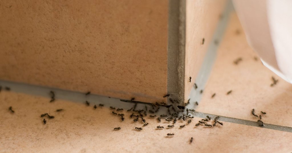 How to get rid of ants as pest control expert says warm weather is making them enter your home - Featured image