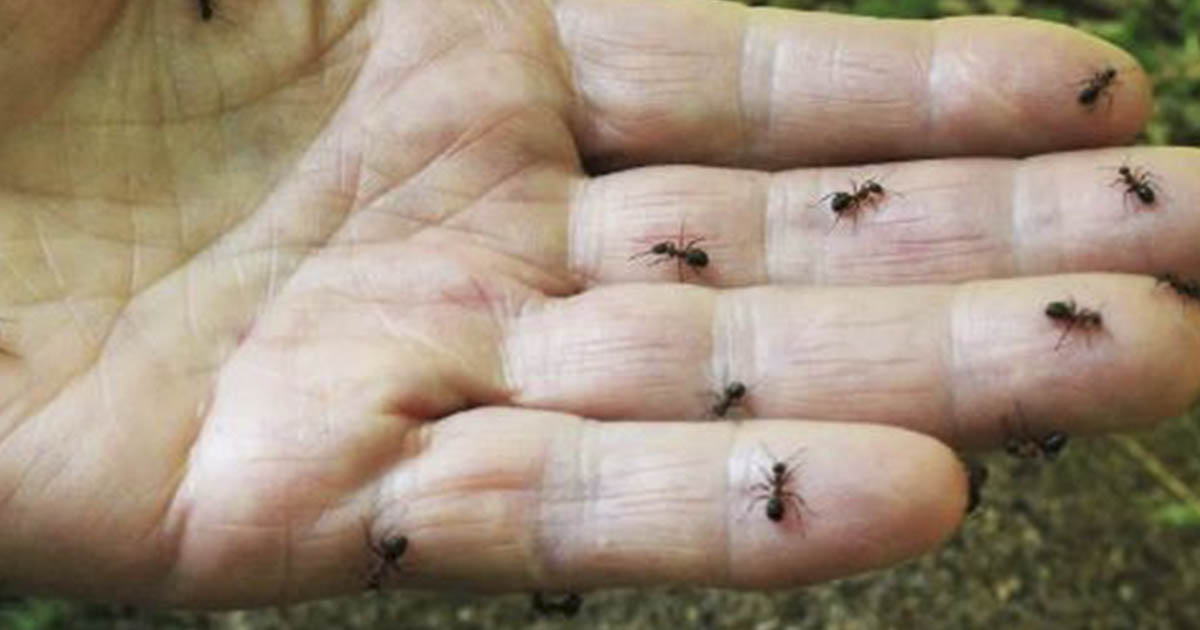 How to get rid of ants in your home