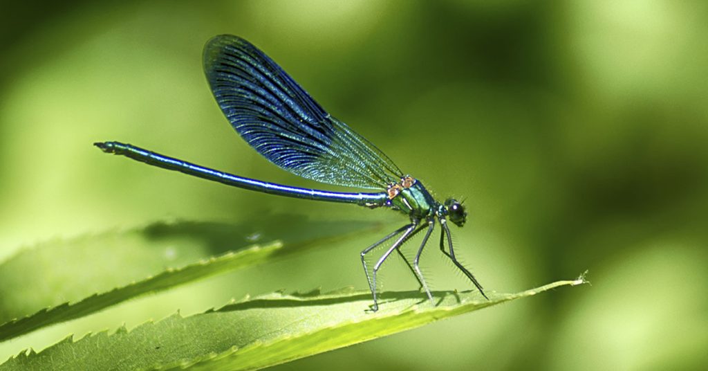 One Dragonfly Can Eat Hundreds Of Mosquitoes Daily. Here’s How To Attract Them - Featured image