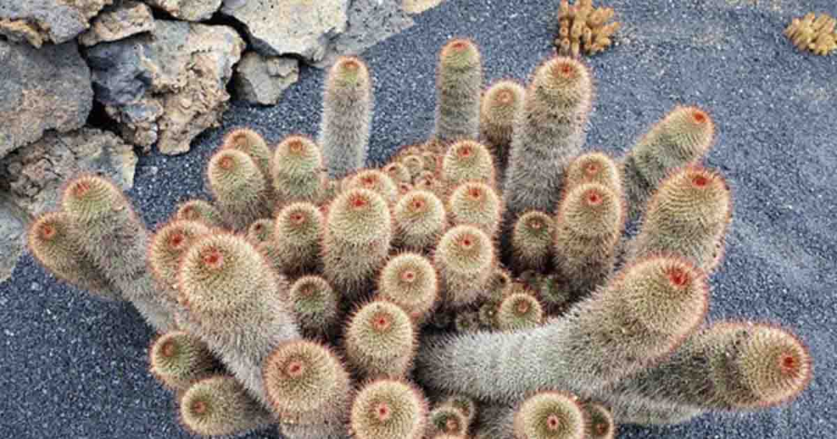 Do plants feel pain? Study finds plants ‘scream’ when stressed or injured. The Premier Daily