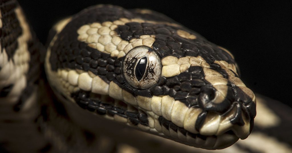 Huge 12-foot python slithers through toilet, terrifying homeowner - Featured image