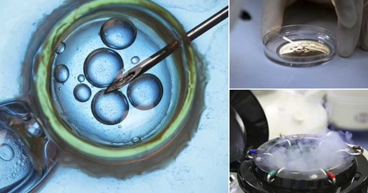 Synthetic human embryos are made in scientific breakthrough The
