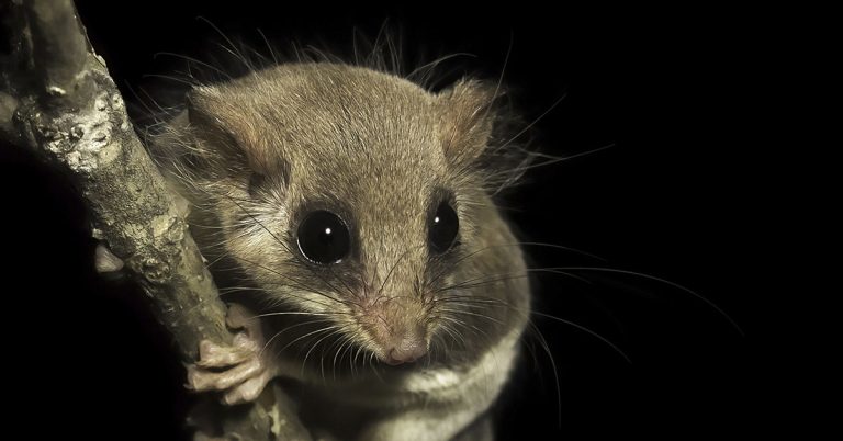 It was as little as a nail when she discovered it on the ground while walking through the forest - Featured image