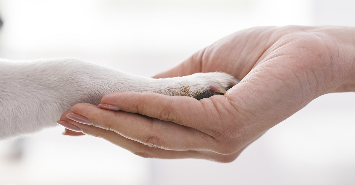 dog's paw in persons hand