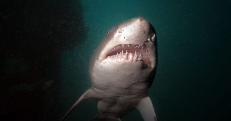 Horrifying video clip shows man’s final moments amidst gruesome shark attack - Featured image