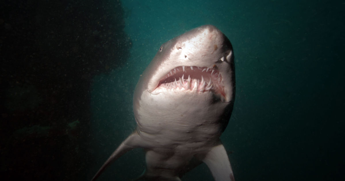 A Sand Tiger shark cruises by on a shipwreck off of the North Carolina coast