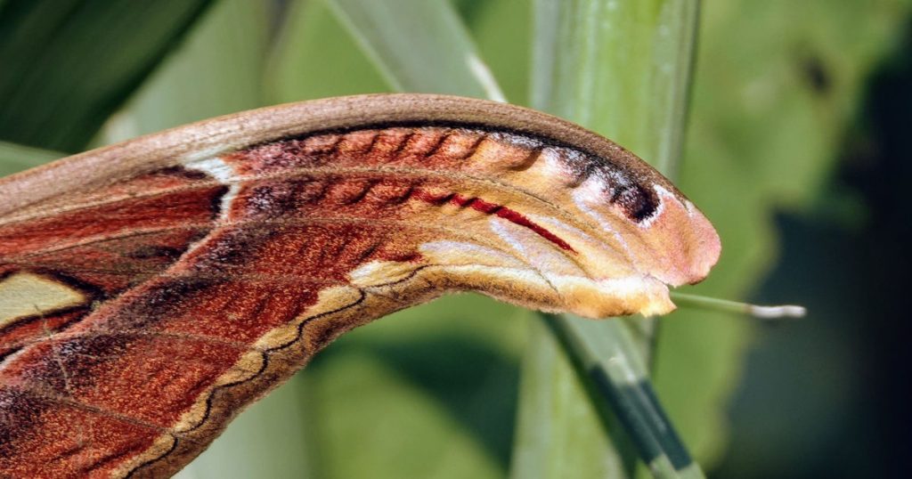 The Atlas Moth Disguises Itself as a Snake To Survive - Featured image