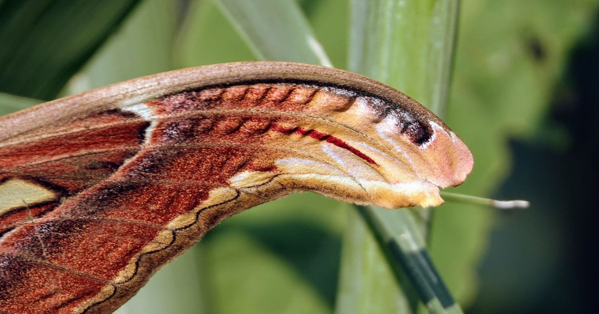 Atlas moth wing which resembles a snake's head